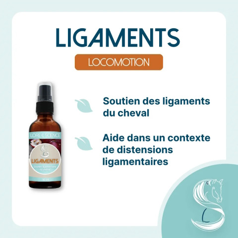 Ligaments - Ligament support for horses - Lore & Science